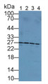 Western Blot; Sample: Lane1: Rat Intestine lysate; Lane2: Rat Cerebrum lysate; Lane3: Rat Spleen lysate; Lane4: Rat Liver lysate; Primary Ab: 3ug/mL Rabbit Anti-Rat UCHL3 Antibody; Second Ab: 0.2ug/mL HRP-Linked Caprine Anti-Rabbit IgG Polyclonal Antibody
