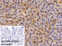 DAB staining on IHC-P; Sample: Mouse Liver Tissue Primary Ab: 10ug/ml Rabbit Anti-Mouse ALT Antibody Control: Used PBS instead of primary antibody Second Ab: 2ug/ml HRP-Linked Caprine Anti-Rabbit IgG Polyclonal Antibody