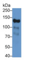 Western Blot; Sample: 293T cell lysate Primary Ab: 2ug/ml Rabbit Anti-Human AMOT Antibody Second Ab: 0.2ug/mL HRP-Linked Caprine Anti-Rabbit IgG Polyclonal Antibody