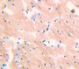 Used in DAB staining on fromalin fixed paraffin- embedded Kidney tissue