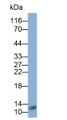 Western Blot; Sample: Human Urine; Primary Ab: 0.2ug/ml Rabbit Anti-Human RETN Antibody; Second Ab: 0.2ug/ml HRP-Linked Caprine Anti-Rabbit IgG Polyclonal Antibody