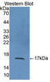 Western Blot; Sample: Recombinant IL2, Human.
