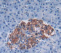 Used in DAB staining on fromalin fixed paraffin- embedded pancreas tissue