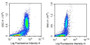 Human peripheral blood lymphocytes were stained with 20ug/ml rabbit Anti-human 42a Polyclonal Antibody