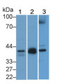 Western Blot; Sample: Lane1: Human Placenta lysate; Lane2: Mouse Ovary lysate; Lane3: Hela cell lysate Primary Ab: 3ug/ml Rabbit Anti-Human INHA Antibody Second Ab: 0.2ug/mL HRP-Linked Caprine Anti-Rabbit IgG Polyclonal Antibody