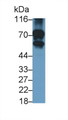 Western Blot; Sample: Porcine Cerebrum lysate Primary Ab: 1ug/ml Rabbit Anti-Multi-species NEFL Antibody Second Ab: 0.2ug/mL HRP-Linked Caprine Anti-Rabbit IgG Polyclonal Antibody