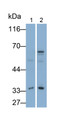 Western Blot; Samples: Lane1: Hela cell lysate; Lane2: MCF7 cell lysate; Primary Ab: 0.6ug/ml Mouse Anti-Rat GAL3 Antibody; Second Ab: 0.2ug/ml HRP-Linked Caprine Anti-Mouse IgG Polyclonal Antibody