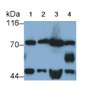 Western Blot; Samples: Lane1: Rat Cerebrum lysate; Lane2: Rat Cerebellum lysate; Lane3: Mouse Cerebrum lysate; Lane4: Mouse Cerebellum lysate; Primary Ab: 0.3ug/ml Mouse Anti-Rat BDNF Antibody; Second Ab: 0.2ug/ml HRP-Linked Caprine Anti-Mouse IgG Polyclonal Antibody