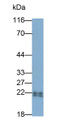Western Blot; Sample: Rat Spleen lysate; Primary Ab: 0.4ug/ml Mouse Anti-Rat IL18 Antibody; Second Ab: 0.2ug/ml HRP-Linked Caprine Anti-Mouse IgG Polyclonal Antibody