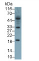Western Blot; Sample: Rat Lymph node lysate; Primary Ab: 0.5ug/ml Mouse Anti-Mouse IL2 Antibody; Second Ab: 0.2ug/ml HRP-Linked Caprine Anti-Mouse IgG Polyclonal Antibody