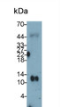 Western Blot; Sample: Rat Liver lysate; Primary Ab: 0.2ug/ml Mouse Anti-Rat Trx Antibody; Second Ab: 0.2ug/ml HRP-Linked Caprine Anti-Mouse IgG Polyclonal Antibody