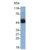 Western Blot; Sample: Raji cell lysate; Primary Ab: 0.4ug/ml Mouse Anti-Human CD38 Antibody; Second Ab: 0.2ug/ml HRP-Linked Caprine Anti-Mouse IgG Polyclonal Antibody