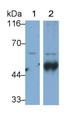 Western Blot; Samples: Lane1: Rat Cerebrum lysate; Lane2: Rat Adrenal gland lysate; Primary Ab: 0.2ug/ml Mouse Anti-Human TH Antibody; Second Ab: 0.2ug/ml HRP-Linked Caprine Anti-Mouse IgG Polyclonal Antibody