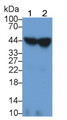Western Blot; Samples: Lane1: Human Serum; Lane2: Human Serum; Primary Ab: 2ug/ml Mouse Anti-Human ORM2 Antibody Second Ab: 0.2ug/ml HRP-Linked Caprine Anti-Mouse IgG Polyclonal Antibody