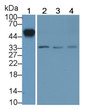 Western Blot; Samples: Lane1: Human Lung lysate; Lane2: Porcine Pancreas lysate; Lane3: Porcine Colon lysate; Lane4: Porcine Small intestine lysate; Primary Ab: 2ug/ml Mouse Anti-Human ORM2 Antibody; Second Ab: 0.2ug/ml HRP-Linked Caprine Anti-Mouse IgG Polyclonal Antibody