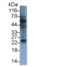 Western Blot; Sample: Rat Stomach lysate; Primary Ab: 0.4ug/ml Mouse Anti-Rat IL24 Antibody; Second Ab: 0.2ug/ml HRP-Linked Caprine Anti-Mouse IgG Polyclonal Antibody