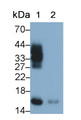 Western Blot; Samples: Lane1: Human Urine; Lane2: Human Leukocyte lysate; Primary Ab: 0.3ug/ml Mouse Anti-Human RNASE2 Antibody; Second Ab: 0.2ug/ml HRP-Linked Caprine Anti-Mouse IgG Polyclonal Antibody
