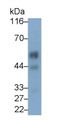 Western Blot; Sample: Rat Colon lysate; Primary Ab: 0.4ug/ml Mouse Anti-Rat KISS1R Antibody; Second Ab: 0.2ug/ml HRP-Linked Caprine Anti-Mouse IgG Polyclonal Antibody