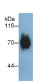 Western Blot; Sample: Human Milk; Primary Ab: 0.4ug/ml Mouse Anti-Human TCN1 Antibody; Second Ab: 0.2ug/ml HRP-Linked Caprine Anti-Mouse IgG Polyclonal Antibody