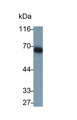 Western Blot; Samples: Lane1: Rat Pancreas lysate; Lane2: Rat Uterus lysate; Primary Ab: 0.5ug/ml Mouse Anti-Human CUZD1 Antibody; Second Ab: 0.2ug/ml HRP-Linked Caprine Anti-Mouse IgG Polyclonal Antibody