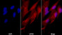 Cy3 staining on IF; Sample: Primary Rabbit Sertoli Cells cell; Primary Ab: 30ug/ml Mouse Anti-Human SHBG Antibody; Second Ab: 2ug/ml Cy3-Linked Caprine Anti-Mouse IgG Polyclonal Antibody