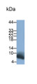 Western Blot; Sample: Human Urine Primary Ab: 0.15ug/ml Rabbit Anti-Human TMSB4X Antibody Second Ab: 0.2ug/ml HRP-Linked Caprine Anti-Rabbit IgG Polyclonal Antibody