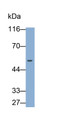 Western Blot; Sample: Mouse Plasma Primary Ab: 0.2ug/ml Rabbit Anti-Mouse LRG1 Antibody Second Ab: 0.2ug/ml HRP-Linked Caprine Anti-Rabbit IgG Polyclonal Antibody