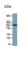 Western Blot; Sample: Human Saliva Primary Ab: 0.05ug/ml Mouse Anti-Human PRH2 Antibody Second Ab: 0.2ug/ml HRP-Linked Caprine Anti-Mouse IgG Polyclonal Antibody
