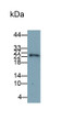 Western Blot; Sample: Human Saliva Primary Ab: 0.05ug/ml Mouse Anti-Human PRH2 Antibody Second Ab: 0.2ug/ml HRP-Linked Caprine Anti-Mouse IgG Polyclonal Antibody