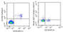 Human peripheral blood lymphocytes were stained with 10ug/ml mouse Anti-human CD79B Monoclonal Antibody