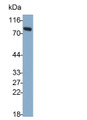 Western Blot; Sample: Mouse Serum Primary Ab: 0.2ug/ml Rabbit Anti-Mouse C1INH Antibody Second Ab: 0.2ug/ml HRP-Linked Caprine Anti-Rabbit IgG Polyclonal Antibody
