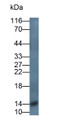 Western Blot; Sample: Rat Pancreas lysate Primary Ab: 0.25ug/ml Mouse Anti-Rat TFF2 Antibody Second Ab: 0.2ug/ml HRP-Linked Caprine Anti-Mouse IgG Polyclonal Antibody