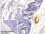 DAB staining on IHC-P; Sample: Rabbit Small intestine Tissue; Primary Ab: 30ug/ml Mouse Anti-Rabbit IgG Antibody; Control: Used PBS instead of primary antibody; Second Ab: 2ug/ml HRP-Linked Caprine Anti-Mouse IgG Polyclonal Antibody