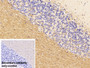 DAB staining on IHC-P; Sample: Rabbit Cerebellum Tissue; Primary Ab: 30ug/ml Mouse Anti-Rabbit IgG Antibody; Control: Used PBS instead of primary antibody; Second Ab: 2ug/ml HRP-Linked Caprine Anti-Mouse IgG Polyclonal Antibody