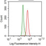 Human PC3 cell line was fixed with 2-4% paraformaldehyde (10 min) , permeabilised with 0.1% BSA-Triton X-100,then stained with 20ug/ml mouse Anti-human TGFb1 Monoclonal Antibodies or Isotype control antibody, followed by 1ug/ml FITC-conjugated Anti-mouse IgG Secondary Antibody.