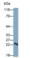 Western Blot; Sample: Rat Thymus lysate Primary Ab: 0.1ug/ml Rabbit Anti-Rat SRGN Antibody Second Ab: 0.2ug/ml HRP-Linked Caprine Anti-Rabbit IgG Polyclonal Antibody