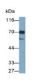Western Blot; Sample: Porcine Liver lysate Primary Ab: 0.2ug/ml Mouse Anti-Human CEACAM1 Antibody Second Ab: 0.2ug/ml HRP-Linked Caprine Anti-Mouse IgG Polyclonal Antibody