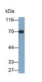 Western Blot; Sample: Porcine Liver lysate Primary Ab: 0.2ug/ml Mouse Anti-Human CEACAM1 Antibody Second Ab: 0.2ug/ml HRP-Linked Caprine Anti-Mouse IgG Polyclonal Antibody