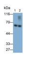 Western Blot; Samples: Lane1: Rat Cerebrum lysate; Lane2: Rat Adrenal gland lysate; Primary Ab: 0.2ug/ml Mouse Anti-Rat TH Antibody Second Ab: 0.2ug/ml HRP-Linked Caprine Anti-Mouse IgG Polyclonal Antibody