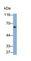 Western Blot; Sample: Rat Cerebrum lysate Primary Ab: 0.2ug/ml Mouse Anti-Rat TH Antibody Second Ab: 0.2ug/ml HRP-Linked Caprine Anti-Mouse IgG Polyclonal Antibody