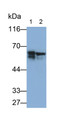 Western Blot; Samples: Lane1: Rat Adrenal gland lysate; Lane2: Porcine Adrenal gland lysate; Primary Ab: 0.2ug/ml Mouse Anti-Rat TH Antibody; Second Ab: 0.2ug/ml HRP-Linked Caprine Anti-Mouse IgG Polyclonal Antibody