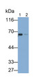 Western Blot; Samples: Lane1: Rat Cerebrum lysate; Lane2: Rat Adrenal gland lysate; Primary Ab: 0.2ug/ml Mouse Anti-Rat TH Antibody Second Ab: 0.2ug/ml HRP-Linked Caprine Anti-Mouse IgG Polyclonal Antibody