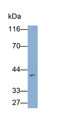 Western Blot; Sample: HepG2 cell lysate Primary Ab: 0.25ug/ml Mouse Anti-Human CD300c Antibody Second Ab: 0.2ug/ml HRP-Linked Caprine Anti-Mouse IgG Polyclonal Antibody