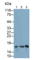 Western Blot; Samples: Lane1: A549 cell lysate; Lane2: HepG2 cell lysate; Lane3: Rat Bone marrow lysate; Primary Ab: 0.2ug/ml Mouse Anti-Mouse RNASE3 Antibody Second Ab: 0.2ug/ml HRP-Linked Caprine Anti-Mouse IgG Polyclonal Antibody