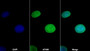 AF488 staining on IF; Sample: U2OS cell; Primary Ab: 20ug/ml Mouse Anti-Human ERb Antibody; Second Ab: 2ug/ml AF488-Linked Caprine Anti-Mouse IgG Polyclonal Antibody