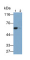 Western Blot; Samples: Lane1: Rat Adrenal gland lysate; Lane2: Rat Cerebrum lysate; Primary Ab: 0.2ug/ml Mouse Anti-Rat TH Antibody Second Ab: 0.2ug/ml HRP-Linked Caprine Anti-Mouse IgG Polyclonal Antibody