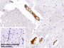 Used in DAB staining on fromalin fixed paraffin- embedded Kidney tissue