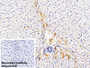 DAB staining on IHC-P; Sample: Rabbit Liver Tissue; Primary Ab: 30ug/ml Mouse Anti-Rabbit IgG Antibody; Control: Used PBS instead of primary antibody; Second Ab: 2ug/ml HRP-Linked Caprine Anti-Mouse IgG Polyclonal Antibody