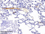 DAB staining on IHC-P; Sample: Rabbit Lung Tissue; Primary Ab: 30ug/ml Mouse Anti-Rabbit IgG Antibody; Control: Used PBS instead of primary antibody; Second Ab: 2ug/ml HRP-Linked Caprine Anti-Mouse IgG Polyclonal Antibody