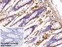 DAB staining on IHC-P; Sample: Porcine Colon Tissue Primary Ab: 10ug/ml Rabbit Anti-Porcine SDC1 Antibody Control: Used PBS instead of primary antibody Second Ab: 2ug/ml HRP-Linked Caprine Anti-Rabbit IgG Polyclonal Antibody
